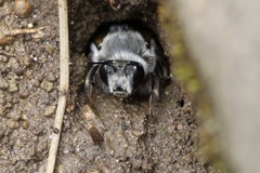 Anthophora pacifica