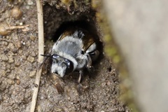 Anthophora pacifica