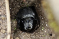 Anthophora pacifica
