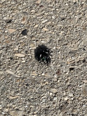 Phidippus audax