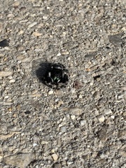 Phidippus audax