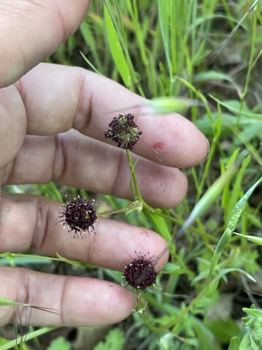 iNaturalist observation photo of Purple Sanicle