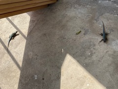 Sceloporus occidentalis