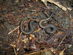 Plethodon richmondi
