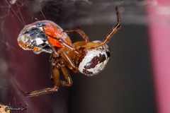 Steatoda nobilis