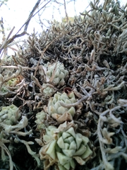 Sedum glabrum