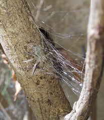 Araneae