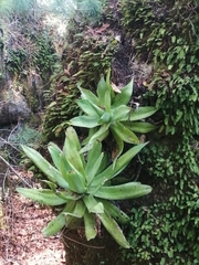 Agave chiapensis