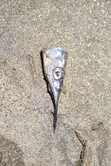 Hyporhamphus