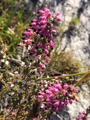 Erica placentiflora