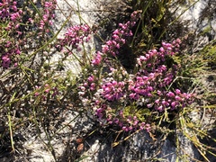 Erica placentiflora