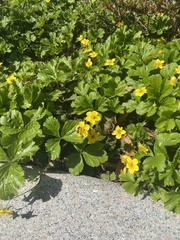 Waldsteinia