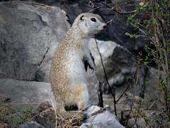 Urocitellus undulatus