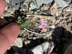 Gilia scopulorum