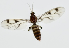 Anomalomyia
