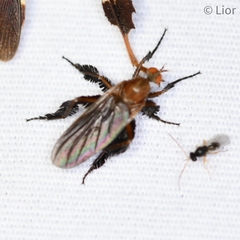 Rhamphomyia longicauda