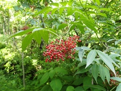 Sambucus sieboldiana
