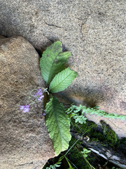 Streptocarpus pole-evansii