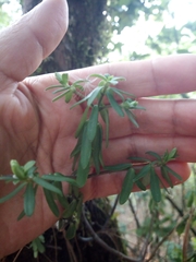 Peperomia leptophylla