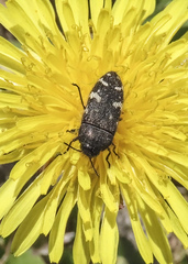 Acmaeodera idahoensis