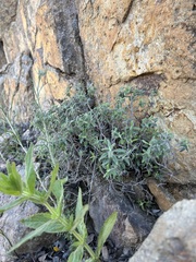 Monardella hypoleuca lanata