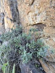Monardella hypoleuca lanata