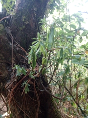 Peperomia leptophylla