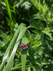 Haematoloecha nigrorufa