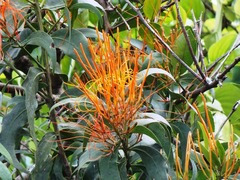 Psittacanthus schiedeanus