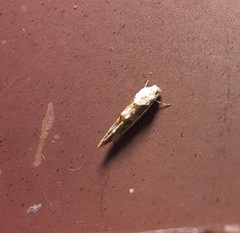Mompha circumscriptella