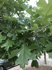 Quercus