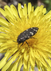 Acmaeodera idahoensis