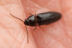Ampedus atripennis