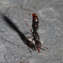 Heteroponera