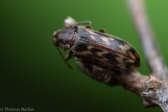 Prothalpia holmbergi