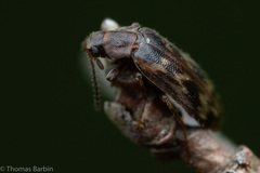 Prothalpia holmbergi