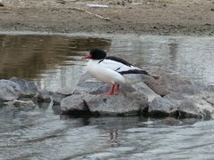 Mergus merganser