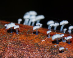 Mycena lazulina