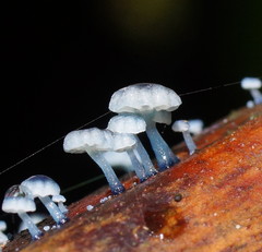 Mycena lazulina