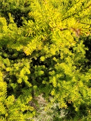 Podocarpus acutifolius