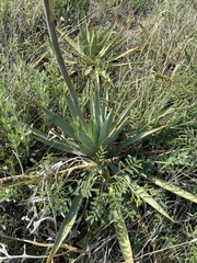 Yucca pallida