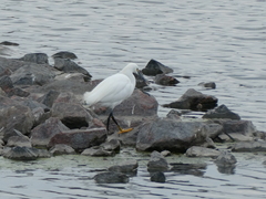 Egretta thula