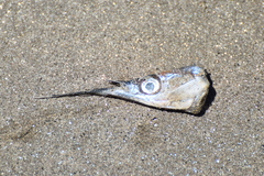 Hyporhamphus