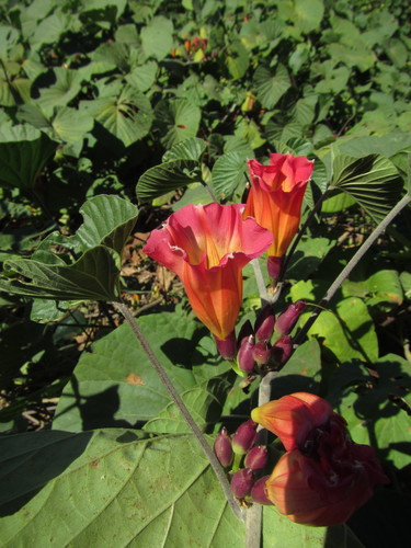 hawaiian sunset vine