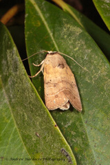 Athetis thoracica