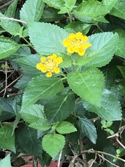 Lantana camara