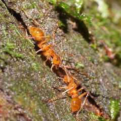 Notoncus spinisquamis