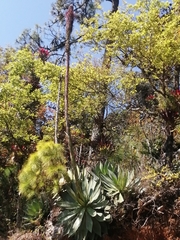 Agave chiapensis