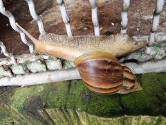 Lissachatina fulica