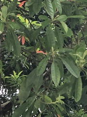 Elaeocarpus decipiens